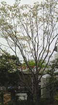 2010042311230000.jpg
