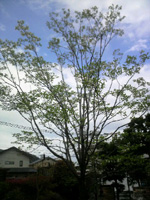2011042814110000.jpg