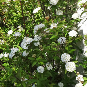 お庭の展示場 庭の植物 コデマリ