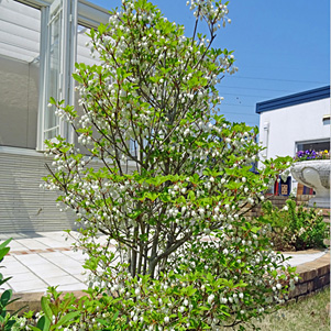 お庭の展示場 庭の植物 ドウダンツツジ