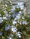 0321-8.jpg