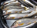 0913-7.jpg