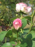 0927-7.jpg