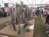 Chelsea Flower Show