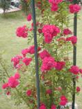 fukunaga0607.JPG