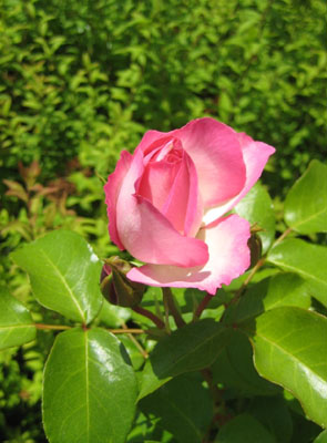 rose.jpg