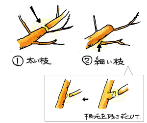 植物の生長に応じて徐々に水の量を減らしていきましょう