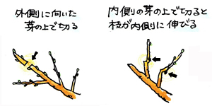 表土の乾燥が気になる場合には水やりをして下さい